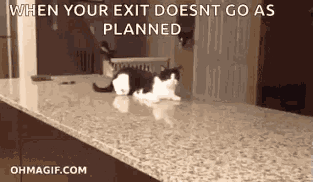 Cat Cats GIF