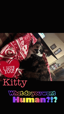 Cat Cats GIF