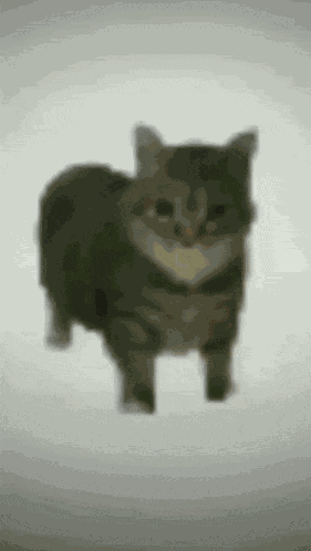 Cat Cats GIF