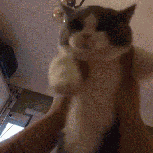 Cat GIF