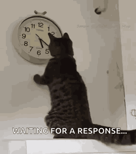 Cat Changing The Clock Changing The Time GIF