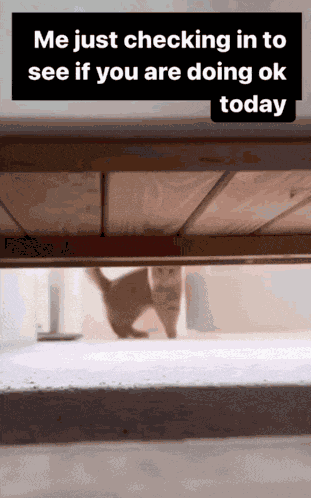 Cat Checking GIF