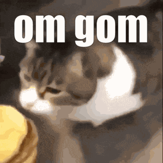 Cat Cheeseburger GIF