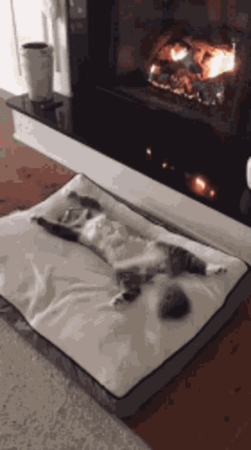 Cat Chilling GIF