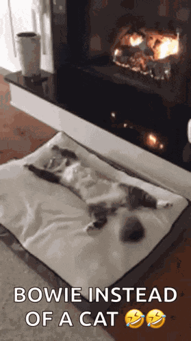 Cat Chilling GIF