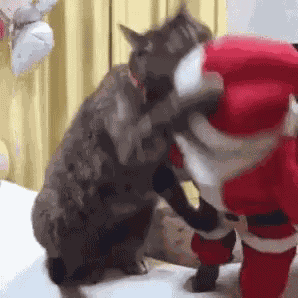 Cat Christmas GIF