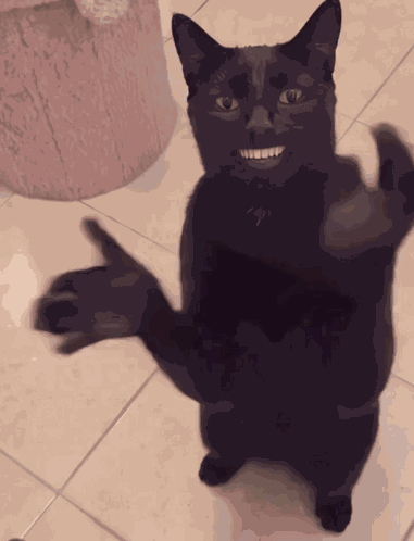 Cat Clapping Ai Cat Clapping GIF