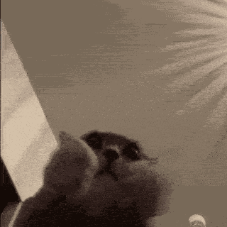 Cat Clapping Silly GIF