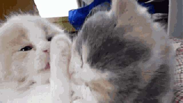 Cat Cleaning GIF