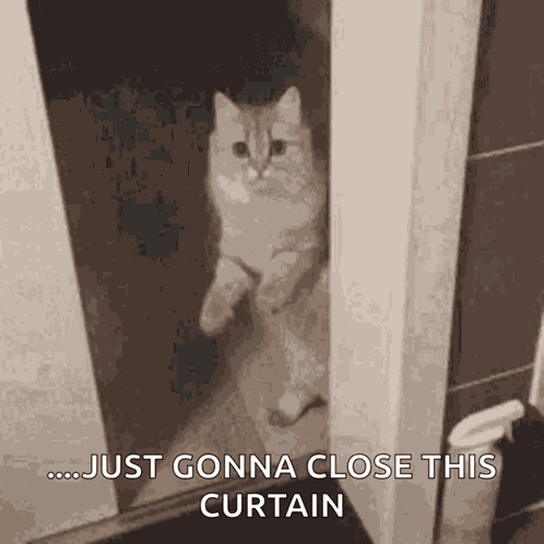 Cat Close Door GIF