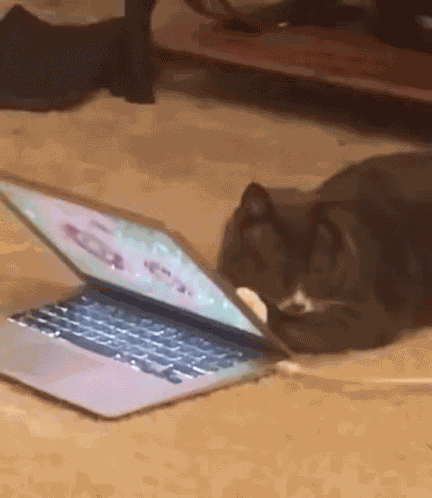 Cat Close Laptop GIF