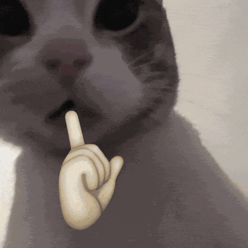 Cat GIF
