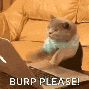 Cat Computer GIF