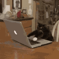 Cat Computer GIF
