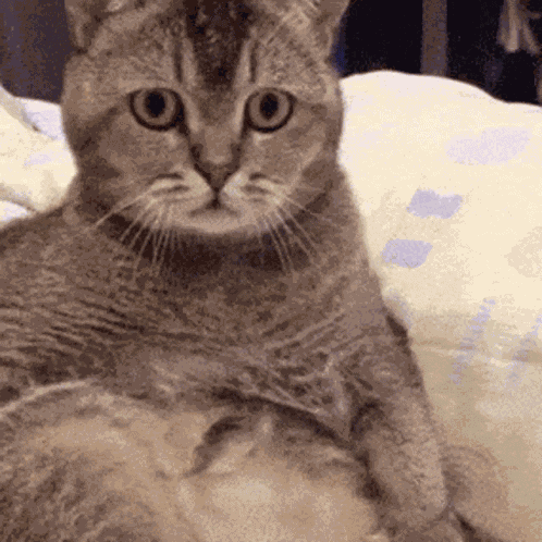 Cat Confused GIF