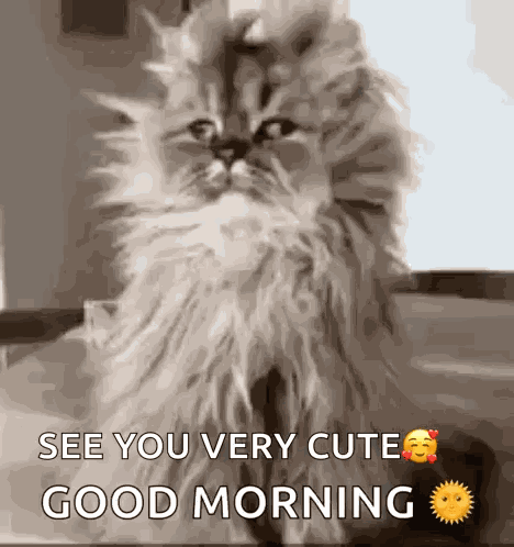 Cat Confused GIF