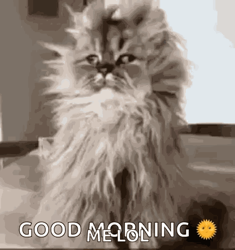 Cat Confused GIF