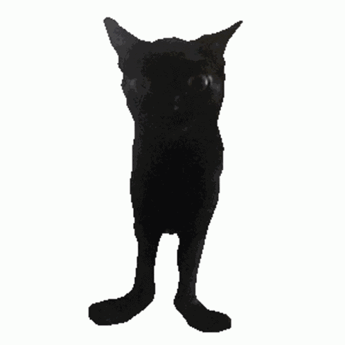 Cat Cool GIF