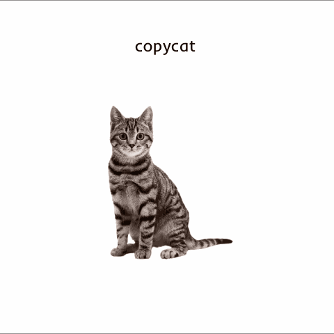 Cat Copycat GIF