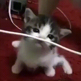 Cat Cord GIF