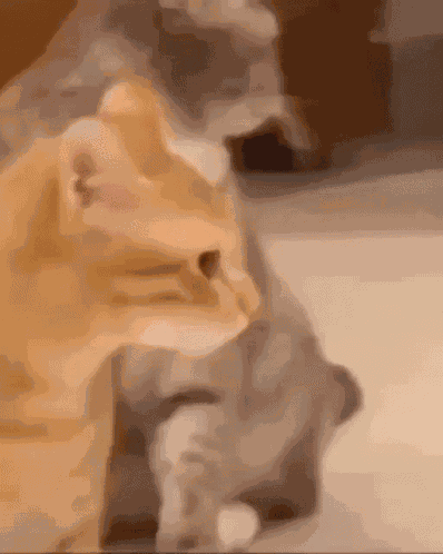 Cat Cough GIF