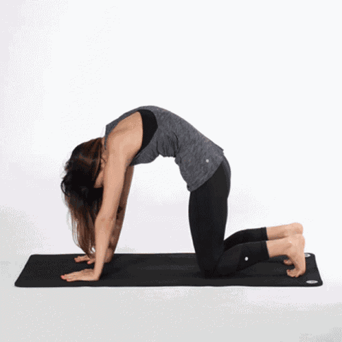 Cat-cow Stretch GIF