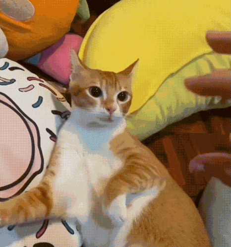 Cat Cowering GIF
