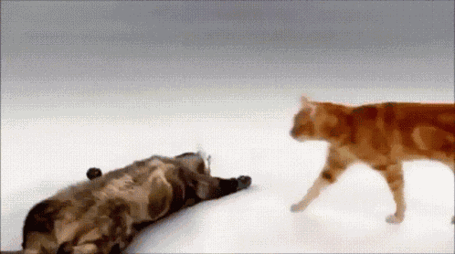 Cat Cpr Cat GIF