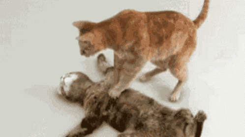 Cat Cpr GIF