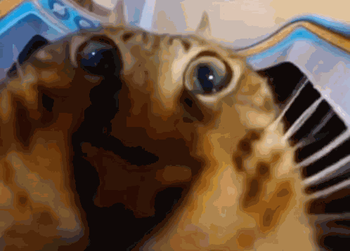 Cat Crunch GIF