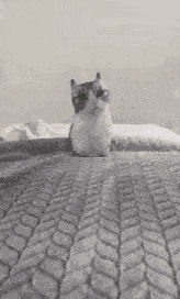 Cat Crushed GIF