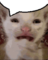 Cat Cry Reaction Sticker