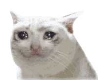 Cat Crying Sticker