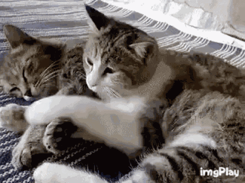 Cat Cuddle GIF