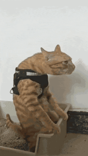 Cat Cukurukuk GIF