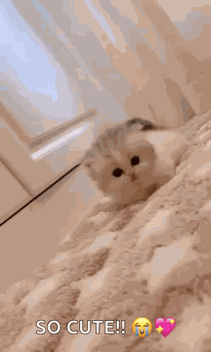 Cat Cute GIF