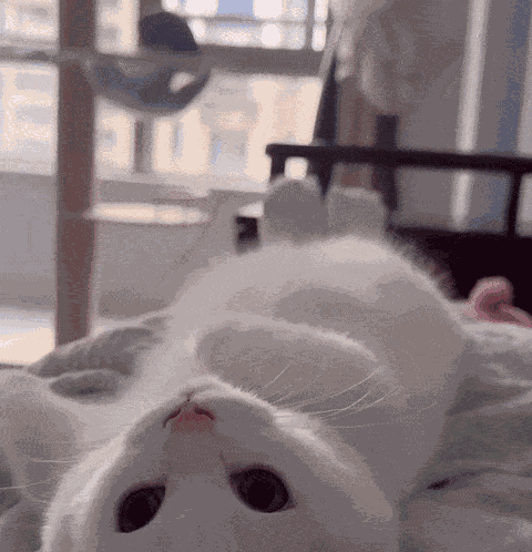 Cat Cute Cat GIF