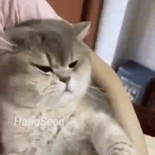 Cat Cute Cat GIF