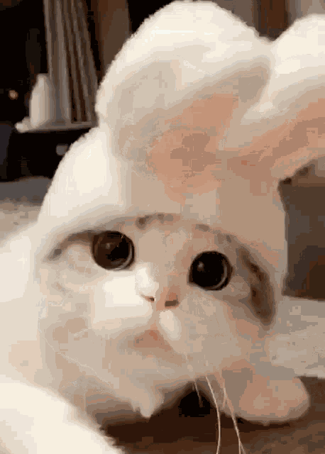 Cat Cute Cat GIF