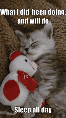 Cat Cute Cat GIF