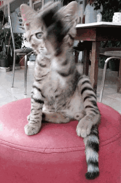 Cat Cute Cat GIF