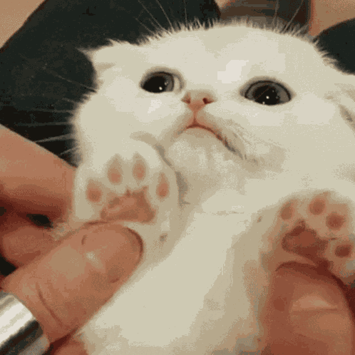 Cat Cute Cat GIF