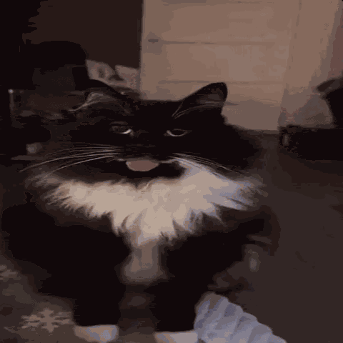 Cat Cute GIF