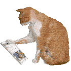 Cat Cute Devon Rex Scrolling Cats Cell Phone Late Night Meme Sticker