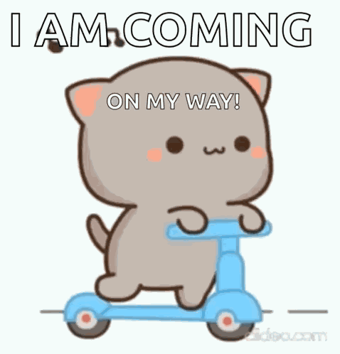 Cat Cute GIF