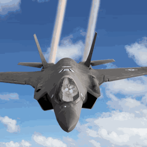 Cat Cute Funny F35 Fighter Jet Military Plane Devon Rex GIF
