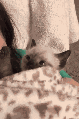 Cat Cute GIF