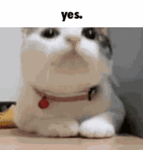 Cat Cute GIF