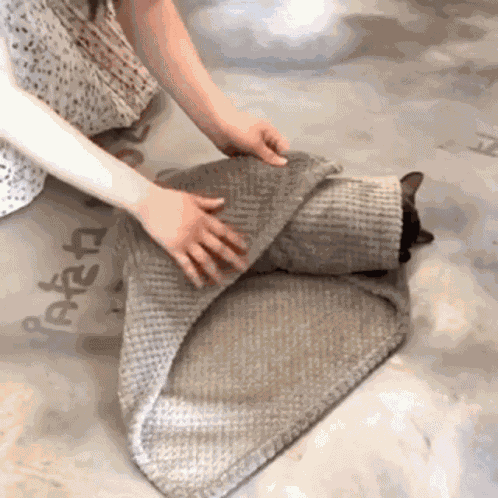 Cat Cute GIF