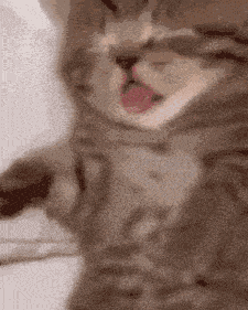 Cat Cute GIF